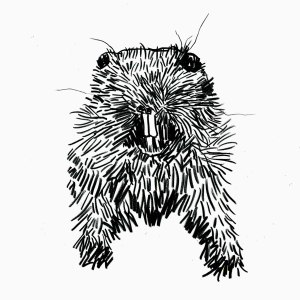 From a collection of drawings of taxidermy animals, Jason Locker, Los Angeles, CA